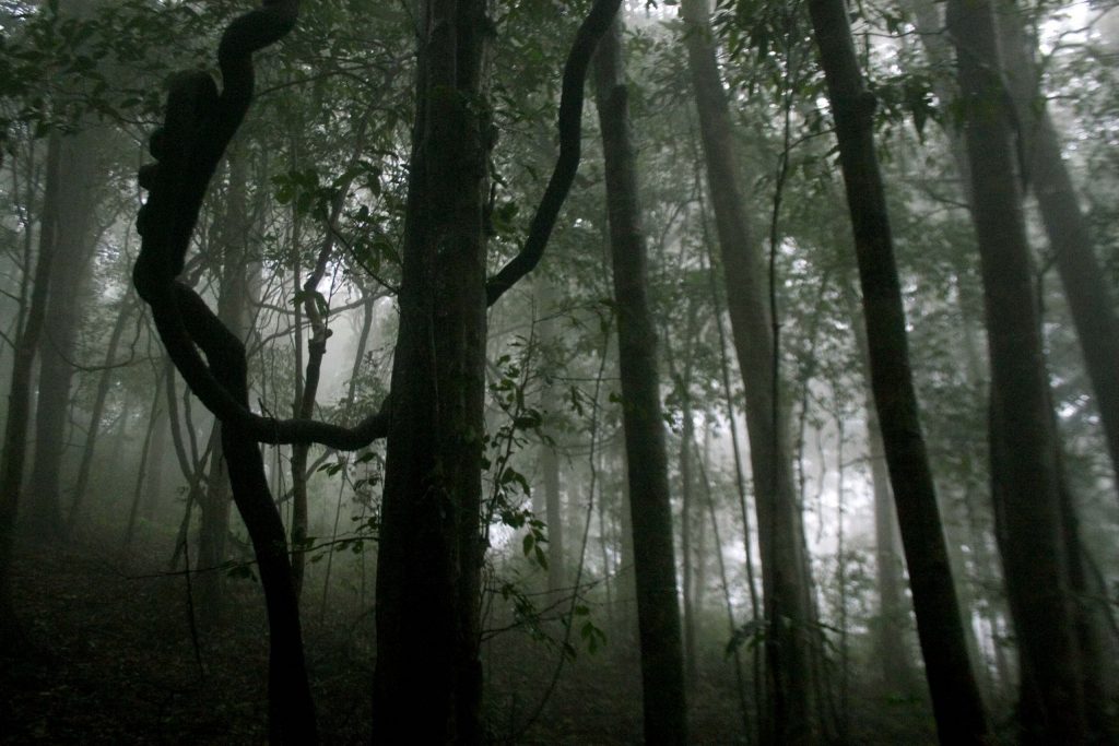 Silent Valley National Park
