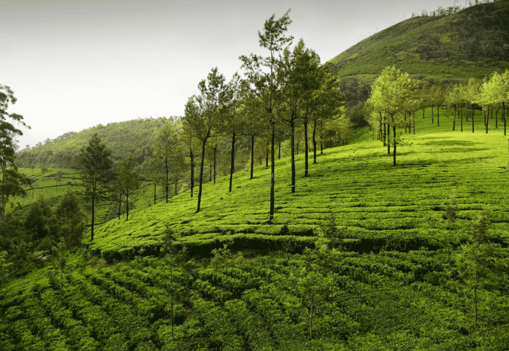 The Best Time For Kerala Trip