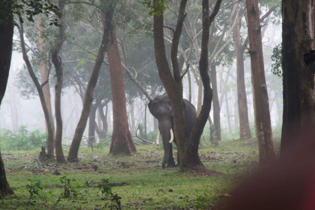 wayanad wildlife sanctuary