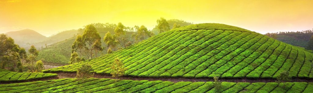 Beautiful View Of Munnar