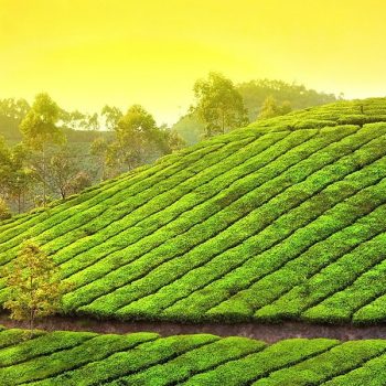 Munnar, Hilly Mountain And Kochi Package Tour