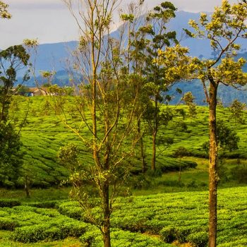 5 reasons why you should spend your vacation in Valparai