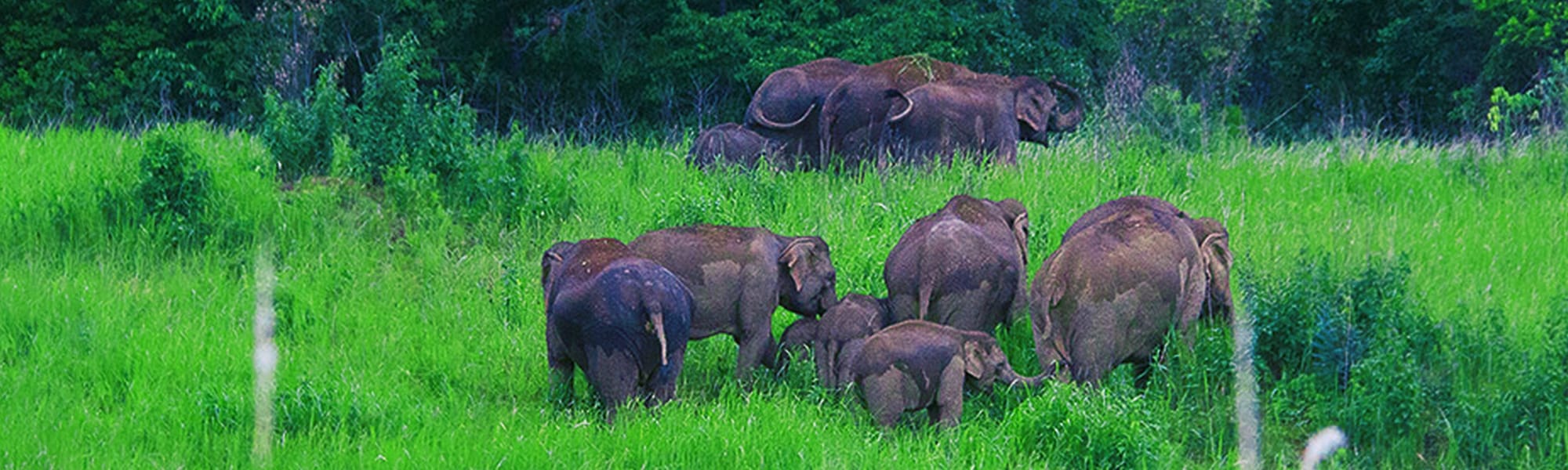muthanga wildlife safari photos
