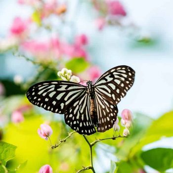 Butterfly park: the unsung beauty of Kuala Lumpur
