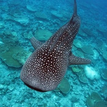 Whale Sharks Island Maldives