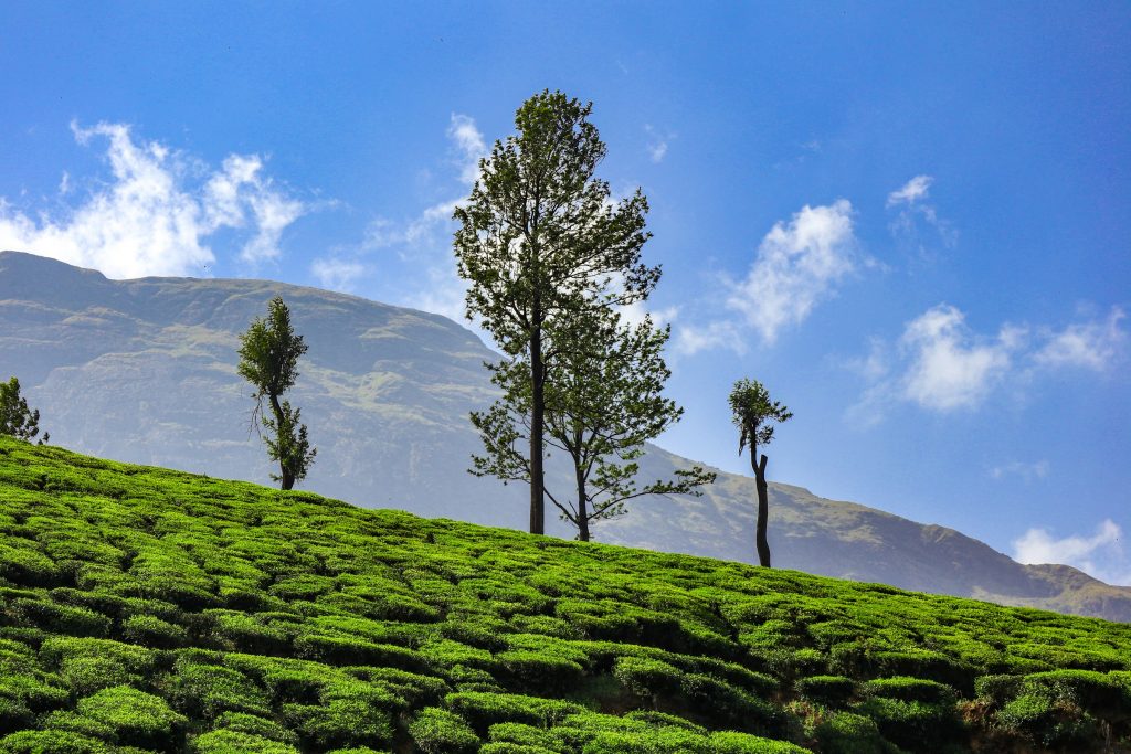 Best Time To Visit Kerala